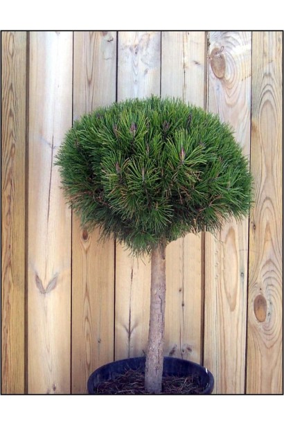 Сосна гірська Гном на штамбі контейнер